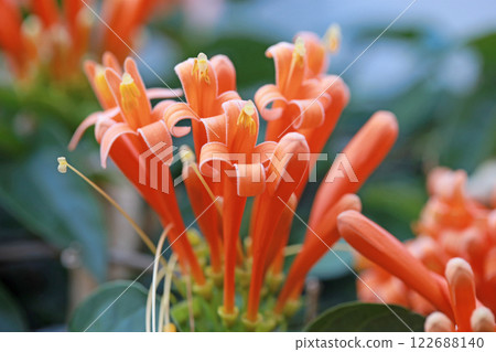 Close-up shot of blooming firecracker flowers outdoors Close-up shot of blooming firecracker flowers outdoors 122688140