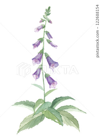 紫色毛地黃畫水彩 紫色毛地黃畫水彩 122688154