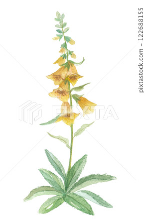 黃色毛地黃畫水彩 122688155