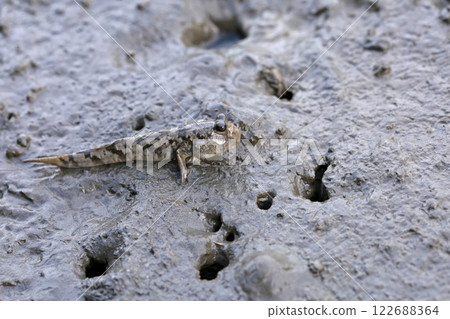A close-up shot of mudskippers on the Gaomei Wetland while traveling there A close-up shot of mudskippers on the Gaomei Wetland while traveling there 122688364