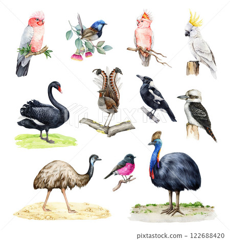 Australian birds watercolor illustration set. Hand drawn various native birds of Australia. Painted cockatoo, kookaburra, cassowary, emu, lyrebird, black swan bird, magpie on white background Australian birds watercolor illustration set. Hand drawn various native birds of Australia. Painted cockatoo, kookaburra, cassowary, emu, lyrebird, black swan bird, magpie on white background 122688420