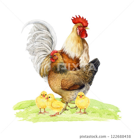Chicken family group with rooster, hen and small chicks on grassy ground watercolor illustration. Hand drawn vintage style domestic farm birds. Chicken flock with fowl and hen on grassy ground 122688438