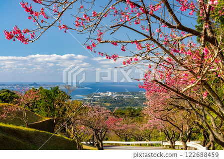 沖繩縣國頭郡本部町本部八重岳櫻花節上的琉球寒緋櫻花樹，櫻花樹後面是大海，還有伊江島 122688459