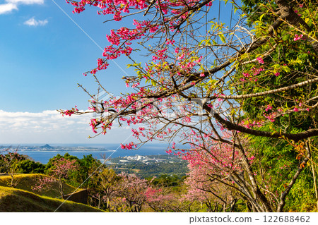 A row of Ryukyu Kanhizakura cherry trees at the Motobu Yaedake Cherry Blossom Festival in Motobu Town, Kunigami District, Okinawa Prefecture, with the sea beyond the cherry blossoms and Ie Island 122688462