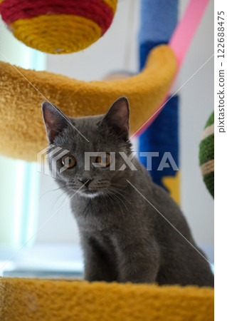 3 months old British Blue, British Shorthair hiding in colorful cat tree 122688475