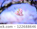 櫻桃樹 122688646