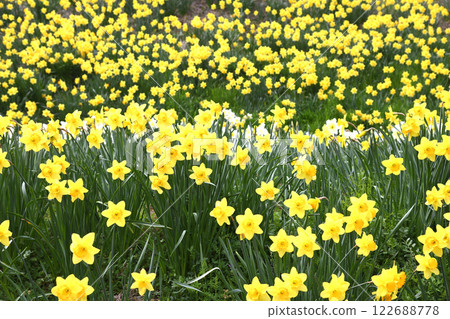 Daffodils on Daffodil Hill 122688778