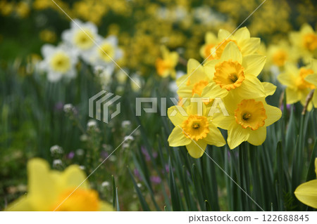 Yellow daffodils 122688845