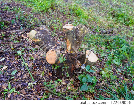 土地開發前砍伐的樹木：鋸緣白蠟樹根樁 122689006