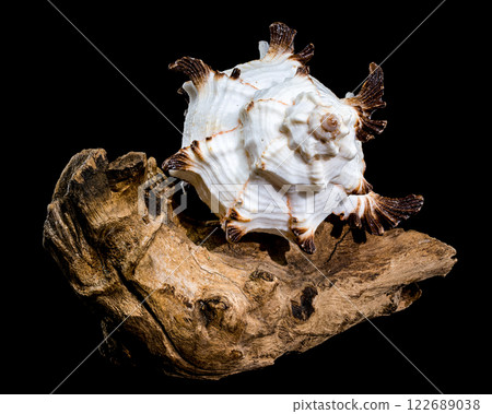 Murex indivia Shell on Driftwood Black Background Murex indivia Shell on Driftwood Black Background 122689038