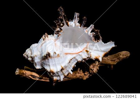 Murex indivia Shell on Driftwood Black Background 122689041