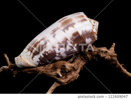 Striated Cone Shell on Driftwood black background Striated Cone Shell on Driftwood black background 122689047