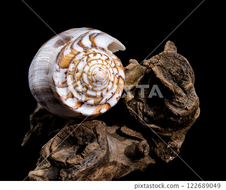 Striated Cone Shell on Driftwood black background Striated Cone Shell on Driftwood black background 122689049