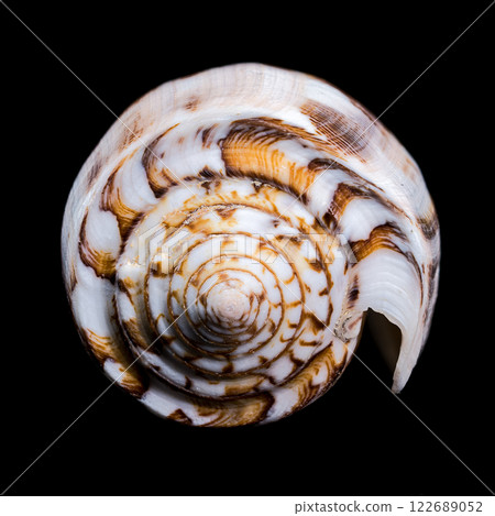 Striated Cone Shell on a black background 122689052
