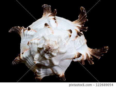 Murex indivia Shell on Black Background 122689054