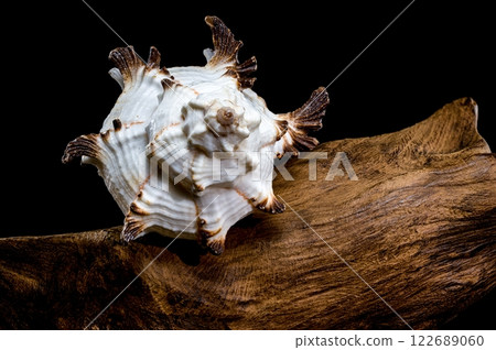 Murex indivia Shell on Driftwood Black Background 122689060
