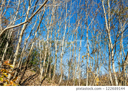 Dead trees are also crowded with mountains Dead trees are also crowded with mountains 122689144