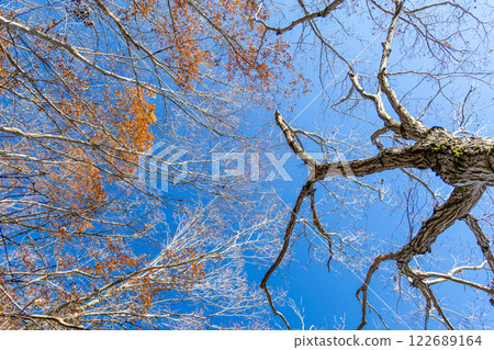 Winter trees against the blue sky 122689164