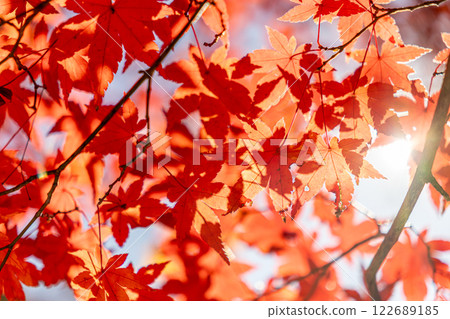 Bright red autumn leaves Bright red autumn leaves 122689185