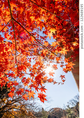 Bright autumn leaves 122689195