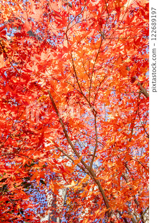 鮮紅的秋葉 122689197