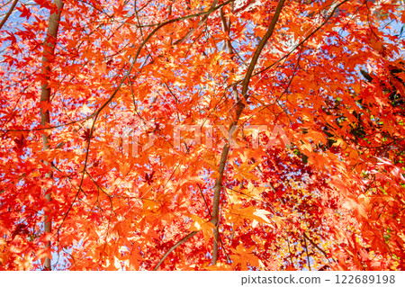 秋葉被染成鮮豔的紅色 122689198