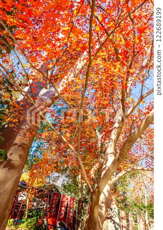 楓葉離開了紅葉 122689199