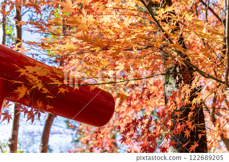 Autumn leaves and red torii 122689205