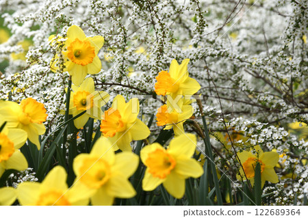 Daffodils against a background of white flowers 122689364