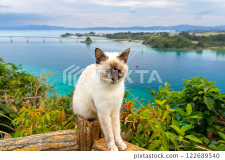 View of the Kouri Bridge, the Kouri blue sea and a cat from the Untenmorienchi Observatory in Unten, Nakijin Village, Kunigami District, Okinawa Prefecture View of the Kouri Bridge, the Kouri blue sea and a cat from the Untenmorienchi Observatory in Unten, Nakijin Village, Kunigami District, Okinawa Prefecture 122689540