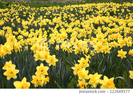 One-sided daffodils One-sided daffodils 122689577