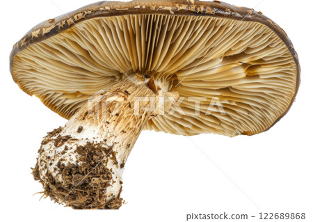 ripe slice of mushroom floating, isolated background 122689868