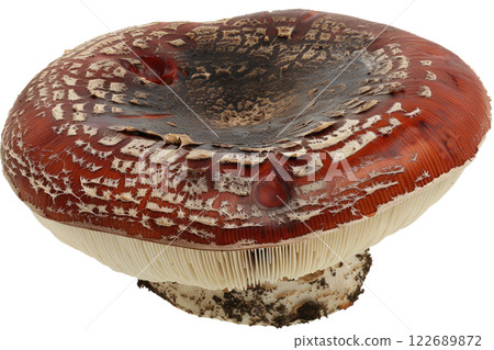ripe slice of mushroom floating, isolated background ripe slice of mushroom floating, isolated background 122689872