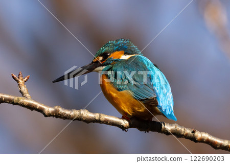 A kingfisher perched on a branch at the waterside of the landscaped pond (boat pond) at Kawagoe Aquatic Park in Ikebe, Kawagoe City, Saitama Prefecture 122690203
