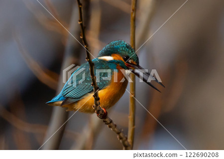 一隻翠鳥棲息在埼玉縣川越市池部川越水上公園的景觀池塘(船池)水邊的樹枝上 一隻翠鳥棲息在埼玉縣川越市池部川越水上公園的景觀池塘(船池)水邊的樹枝上 122690208