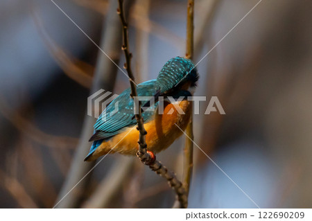 一隻翠鳥棲息在埼玉縣川越市池部川越水上公園的景觀池塘(船池)水邊的樹枝上 一隻翠鳥棲息在埼玉縣川越市池部川越水上公園的景觀池塘(船池)水邊的樹枝上 122690209