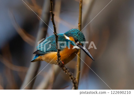 A kingfisher perched on a branch at the waterside of the landscaped pond (boat pond) at Kawagoe Aquatic Park in Ikebe, Kawagoe City, Saitama Prefecture 122690210