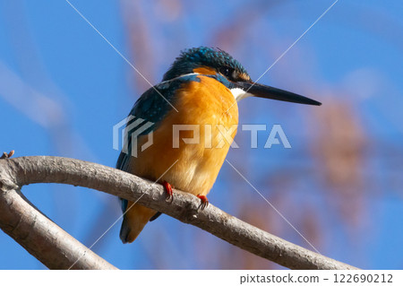 A kingfisher perched on a branch at the waterside of the landscaped pond (boat pond) at Kawagoe Aquatic Park in Ikebe, Kawagoe City, Saitama Prefecture A kingfisher perched on a branch at the waterside of the landscaped pond (boat pond) at Kawagoe Aquatic Park in Ikebe, Kawagoe City, Saitama Prefecture 122690212