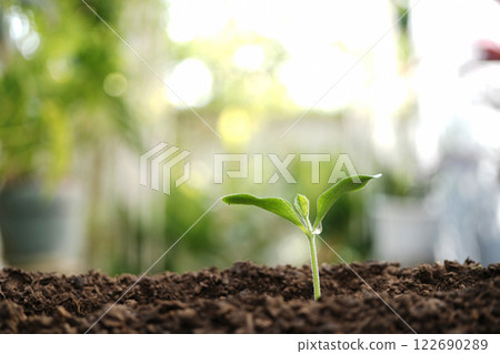 Small pumpkin sprout growing macro closeup Small pumpkin sprout growing macro closeup 122690289