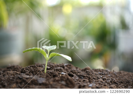Small cantaloupe sprout growing macro closeup 122690290