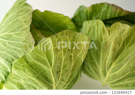 柔軟溫和的捲心菜形象 - 3:2 柔軟溫和的捲心菜形象 - 3:2 122690427