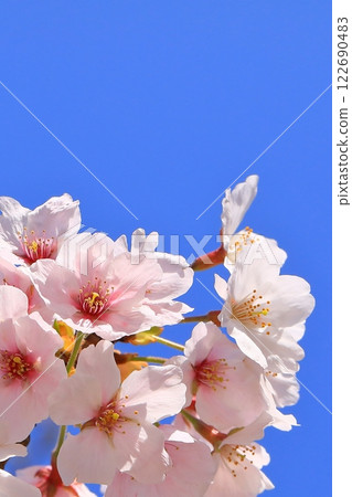 Cherry blossoms in full bloom at Maizuru Park 122690483