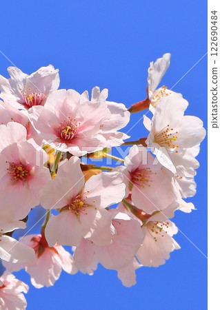 Cherry blossoms in full bloom at Maizuru Park 122690484