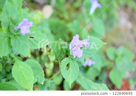 Kobanotatsunami花 Kobanotatsunami花 122690695