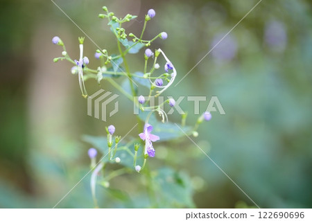 Caliphone花 122690696