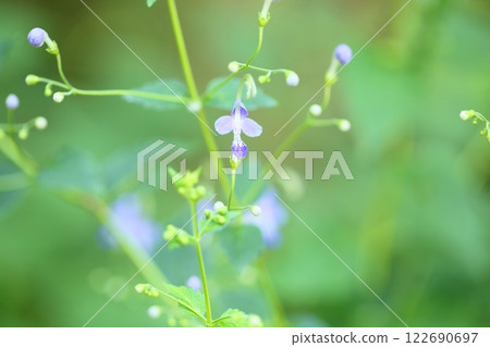 Caliphone花 122690697