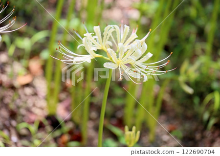 Licorice flower white Higanbana 122690704