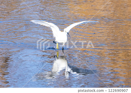 A great egret, a type of egret, moves around trying to catch small fish in the water at the Koshibegawa swan habitat in Kawajima-cho, Hiki-gun, Saitama Prefecture. 122690907