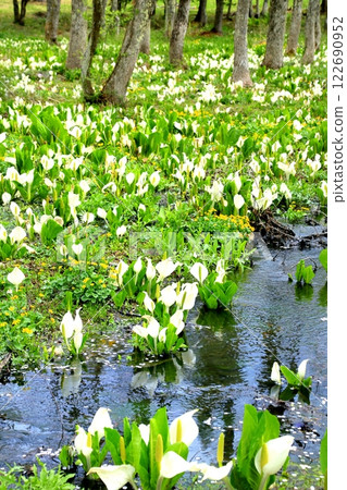 Skunk cabbage of Togakushi Plateau 122690952