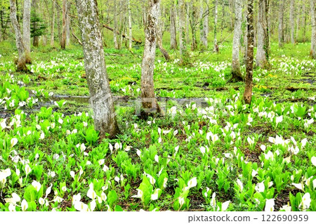 Skunk cabbage of Togakushi Plateau 122690959